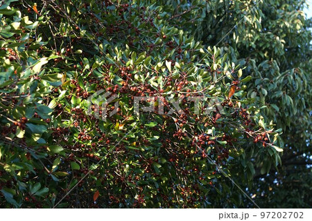 熟して裂けたモッコクの実・2022年11月 97202702