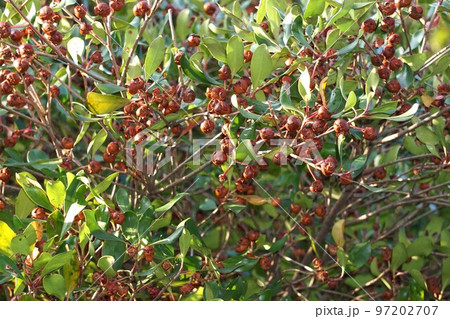 熟して裂けたモッコクの実・2022年11月 熟して裂けたモッコクの実・2022年11月 97202707