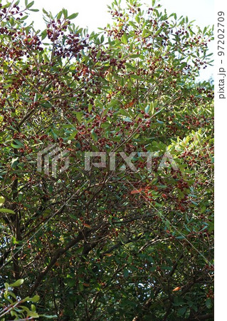 熟して裂けたモッコクの実・2022年11月 97202709