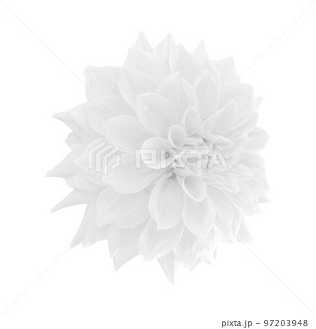 White dahlia flower isolated on white background 97203948