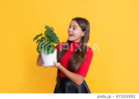 surprised child with monstera in pot on yellow background surprised child with monstera in pot on yellow background 97203992