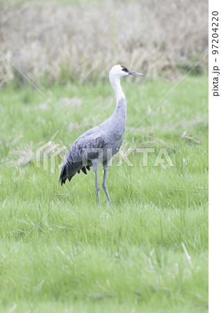 ナベヅル 97204220