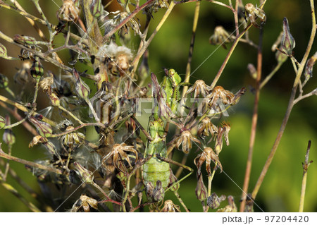 ハラビロカマキリ 97204420