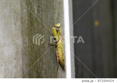 ハラビロカマキリ 97204424