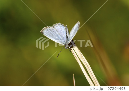 ヤマトシジミ ヤマトシジミ 97204493