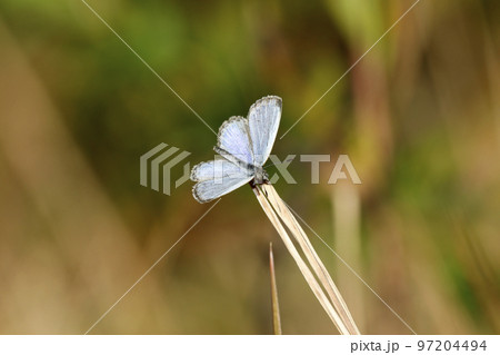 ヤマトシジミ ヤマトシジミ 97204494