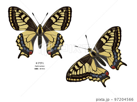 キアゲハ キアゲハ 97204566