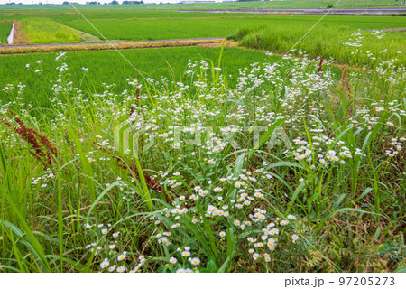 田圃 初夏の風景 荒川河川敷 さいたま市 田圃 初夏の風景 荒川河川敷 さいたま市 97205273