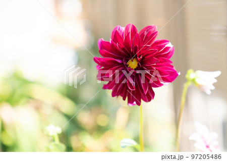 ダリアの花 ダリアの花 97205486