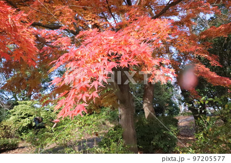 紅葉 97205577
