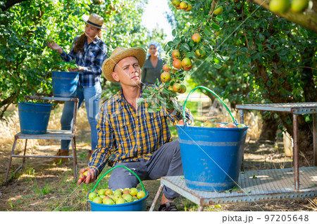 Group of people picking pears 97205648