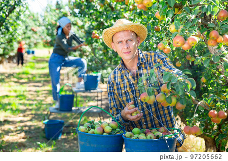 Man farmer picking ripe pears in garden Man farmer picking ripe pears in garden 97205662