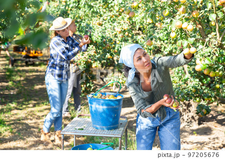 Three workers picking pears 97205676