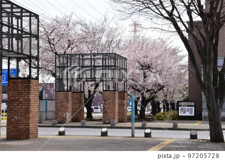 神奈川県　綾瀬市役所前の満開桜 97205728