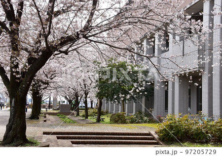 神奈川県　綾瀬市役所と満開桜並木 97205729