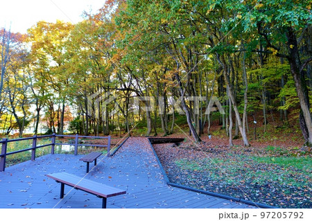 木々が色づく穏やかな公園 秋の風景 みかもやま 木々が色づく穏やかな公園 秋の風景 みかもやま 97205792