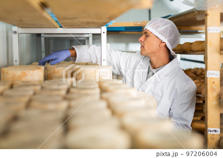 Cheese maker brushing mould off the hard cheeses by hand. Numbers on white pieces of paper are date when cheese was put into ripening chamber Cheese maker brushing mould off the hard cheeses by hand. Numbers on white pieces of paper are date when cheese was put into ripening chamber 97206004
