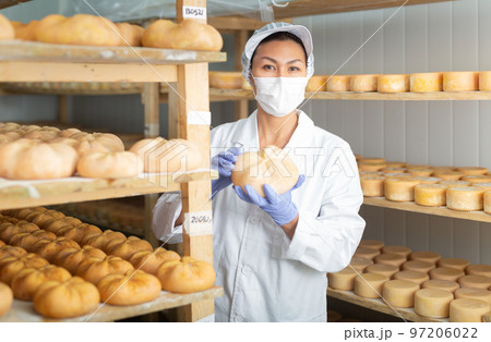 Female cheesemaker in protective mask checks the quality of the cheese. Numbers on white pieces of paper are date when cheese was put into ripening chamber 97206022