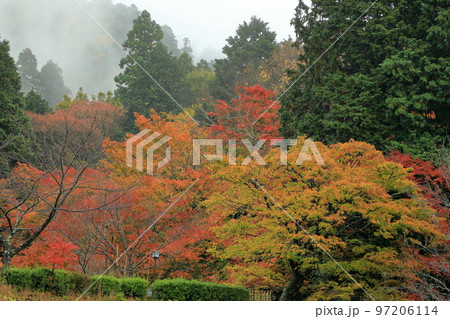 朝もやに映える百済寺の紅葉 97206114