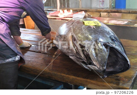 大間産本マグロの解体とマグロの競り。 大間産本マグロの解体とマグロの競り。 97206226