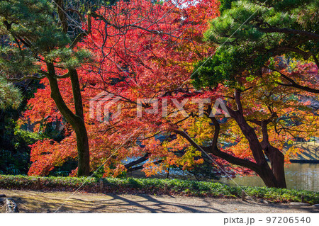 秋の東京　紅葉の小石川後楽園 97206540