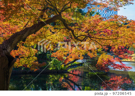 秋の東京　紅葉の小石川後楽園 97206545