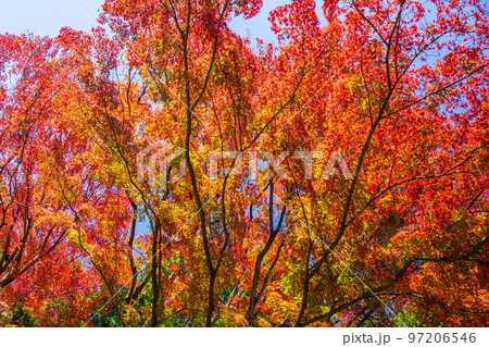 秋の東京 紅葉の小石川後楽園 秋の東京 紅葉の小石川後楽園 97206546
