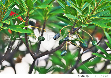 冬のホルトノキの実（冬、十二月） 97206558