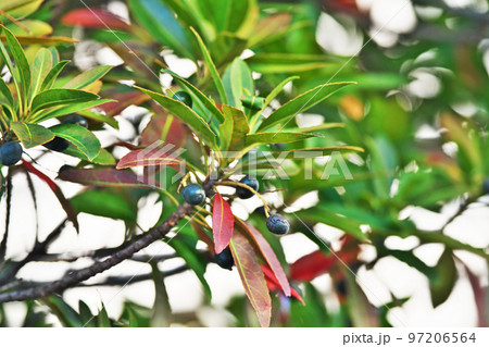冬のホルトノキの実(冬、十二月) 冬のホルトノキの実(冬、十二月) 97206564