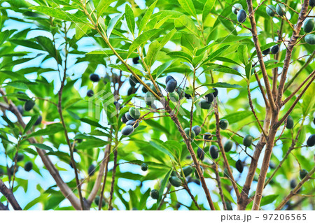 冬のホルトノキの実(冬、十二月) 冬のホルトノキの実(冬、十二月) 97206565