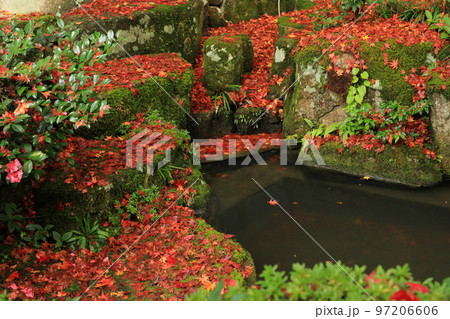 真っ赤なモミジ積る石組み(百済寺) 真っ赤なモミジ積る石組み(百済寺) 97206606