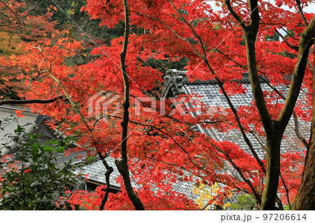 真っ赤なモミジと百済寺の甍 97206614