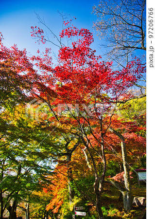 紅葉ー西山公園 97206766