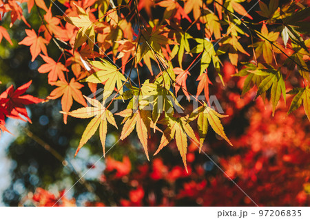 色とりどりに染まる紅葉 透過光と背景ぼかし　b-4 フィルム調  97206835