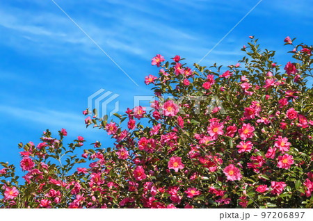 サザンカの花 サザンカの花 97206897
