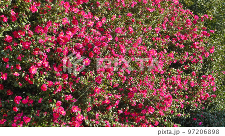 サザンカの花 サザンカの花 97206898