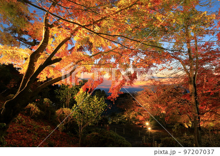 紅葉するモミジのライトアップ(百済寺庭園遠望台) 紅葉するモミジのライトアップ(百済寺庭園遠望台) 97207037