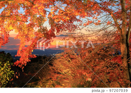 百済寺庭園・遠望台からのモミジのライトアップと夕景 97207039