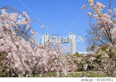 名古屋国際会議場と桜 97207051