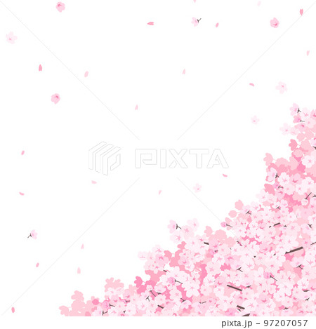 満開の桜　フレーム・背景素材（正方形） 97207057