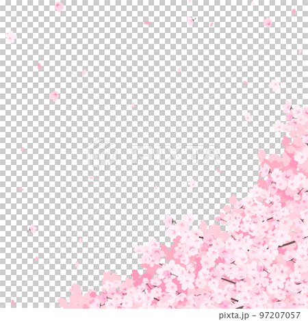 満開の桜　フレーム・背景素材（正方形） 97207057