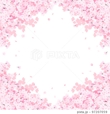 満開の桜 フレーム・背景素材(正方形) 満開の桜 フレーム・背景素材(正方形) 97207059