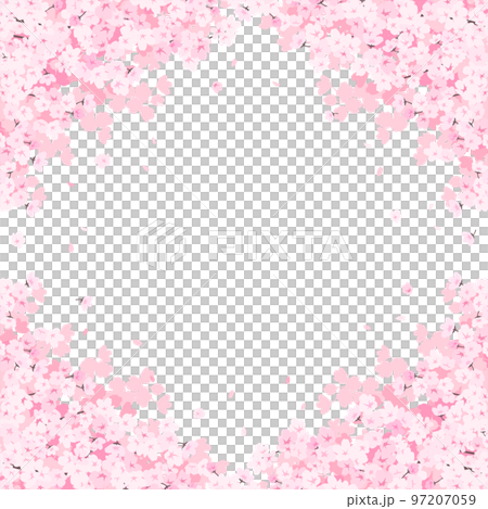 満開の桜 フレーム・背景素材(正方形) 満開の桜 フレーム・背景素材(正方形) 97207059
