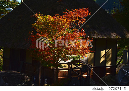 長野県 白馬大出公園の紅葉 長野県 白馬大出公園の紅葉 97207145