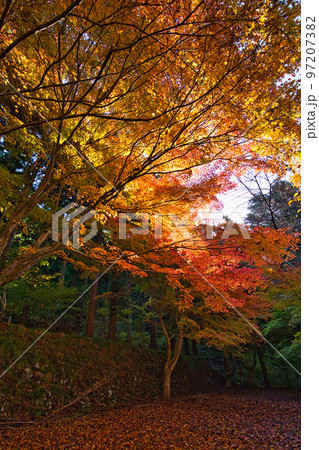 紅葉ー武周ヶ池 97207382