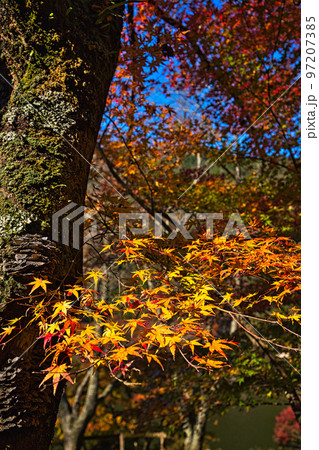 紅葉ー武周ヶ池 紅葉ー武周ヶ池 97207385