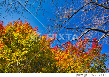 紅葉ー武周ヶ池 紅葉ー武周ヶ池 97207416