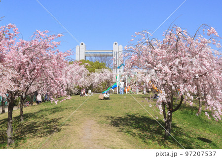 名古屋国際会議場と桜 97207537
