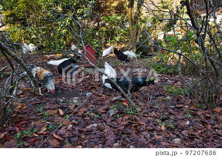 紅葉ー西雲寺 97207686