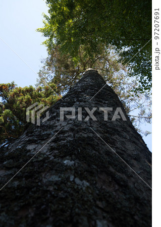 紅葉ー西雲寺 97207691